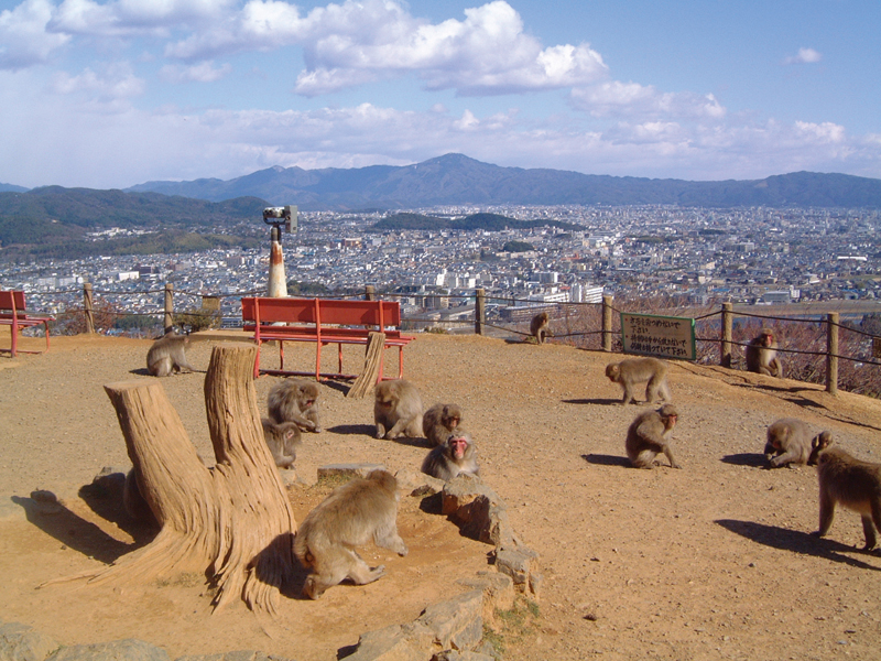 嵐山モンキーパークいわたやま